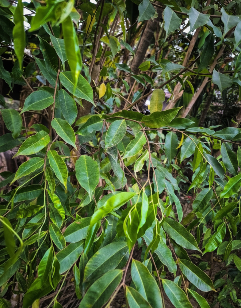 পাতৰ ৰং সেউজীয়া হোৱাৰ কাৰণ কি ?